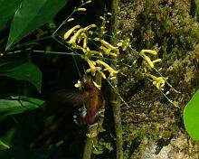 Snowcap Male